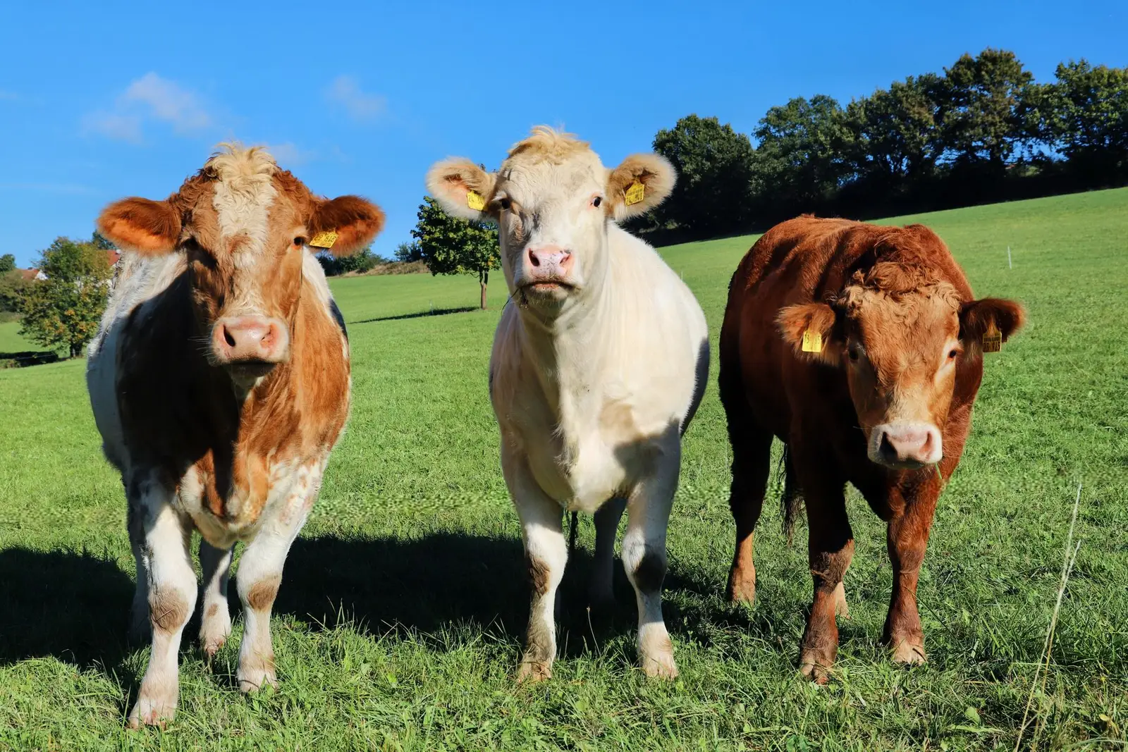 Agrivoltaïsme bovin