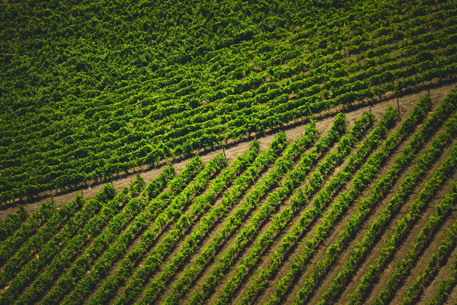 Arboriculture et vigne